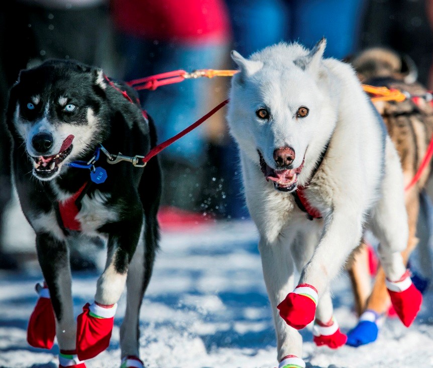 DOG CARGO доставка груза из Китая. Уникально, быстро.